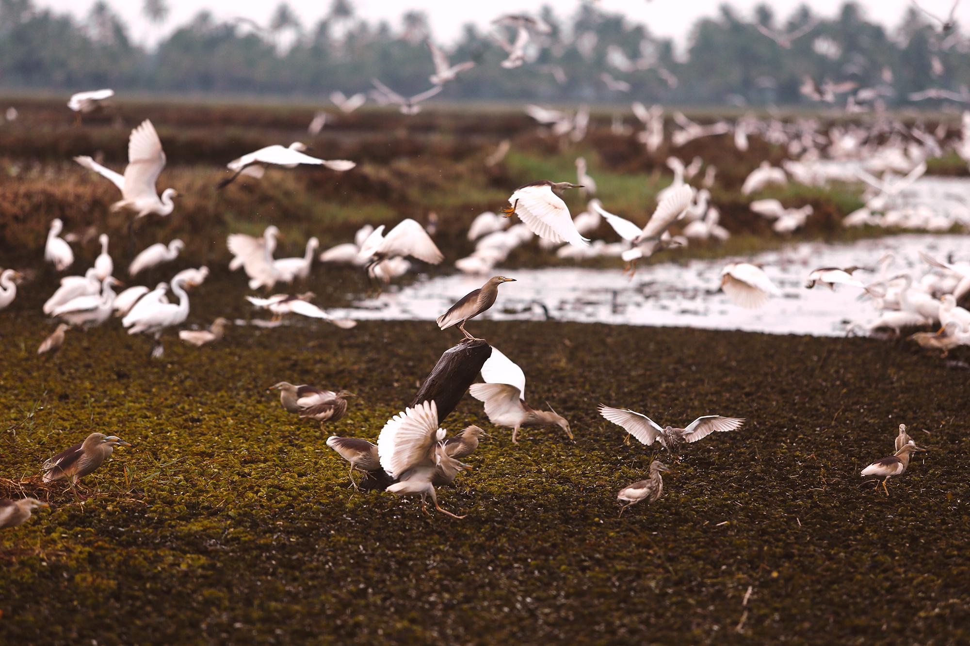 सहारा Coconut Lagoon - A Cgh Earth Experience 5*